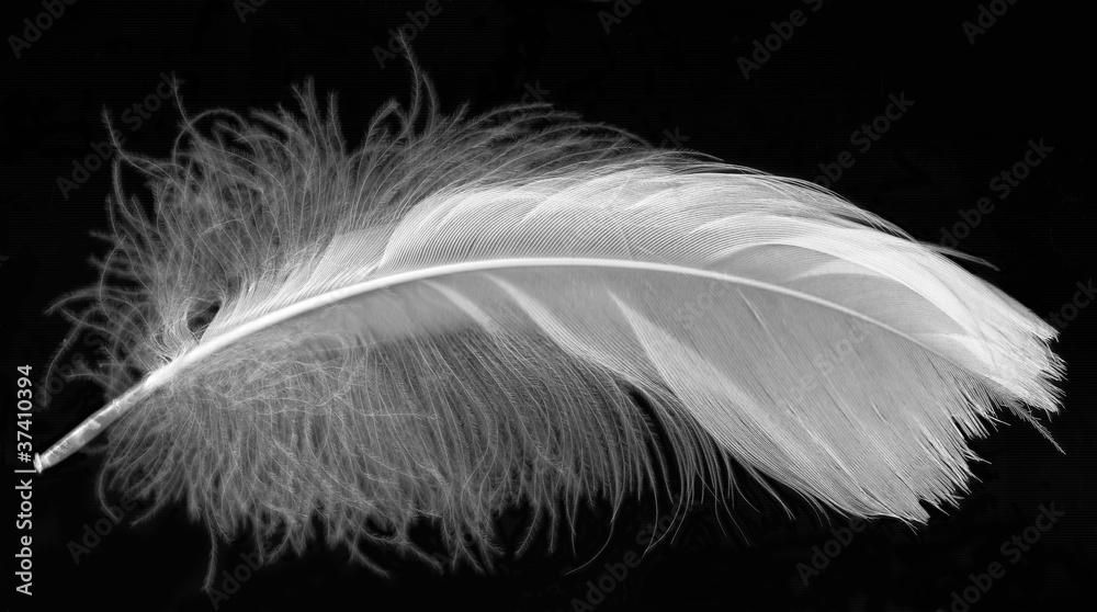 Obraz premium white feather on black
