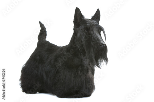 Fototapeta Naklejka Na Ścianę i Meble -  allure digne du scottish terrier de trois quart