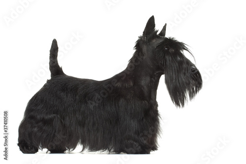 Fotografía joli profil de la silhouette du scottish terrier