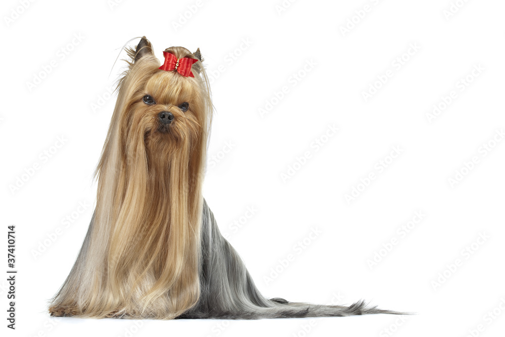 beautiful yorkshire terrier - Schön Hund Stock Photo | Adobe Stock