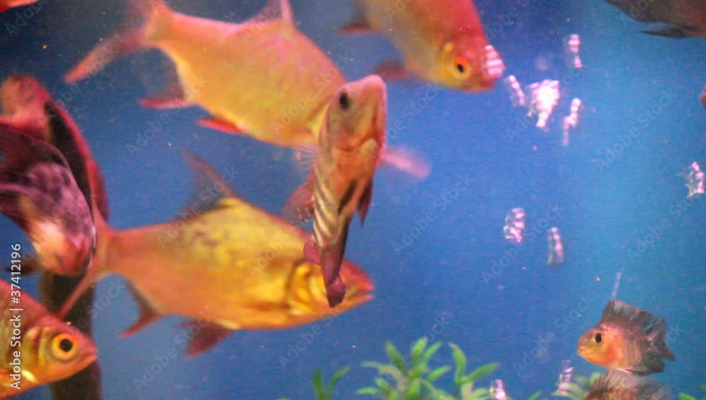 熱帯魚 熱帯魚