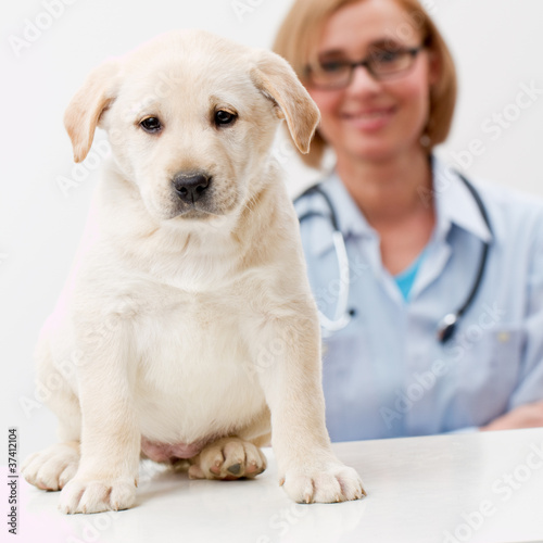 Female veterinary and beautiful labrador puppy