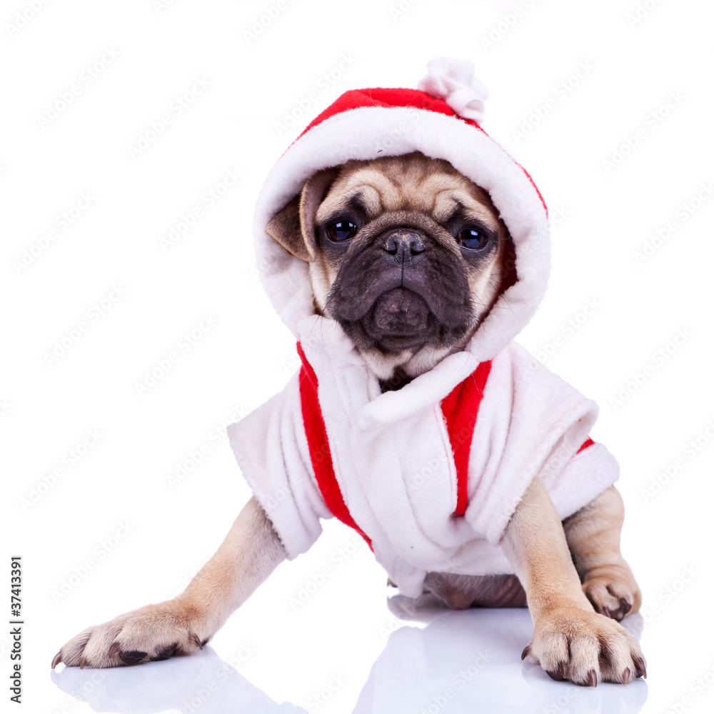 cute pug puppy dressed as santa