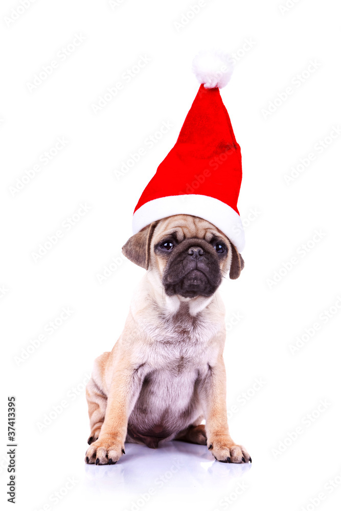 pug puppy wearing a santa hat