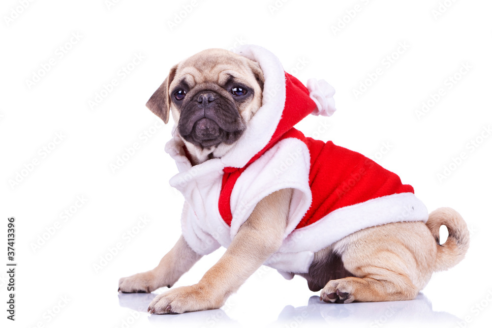 pug puppy wearing a santa claus costume