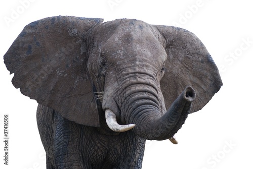 Elefant Freisteller
