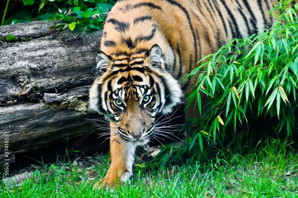 Fototapeta premium Sumatran Tiger hunting