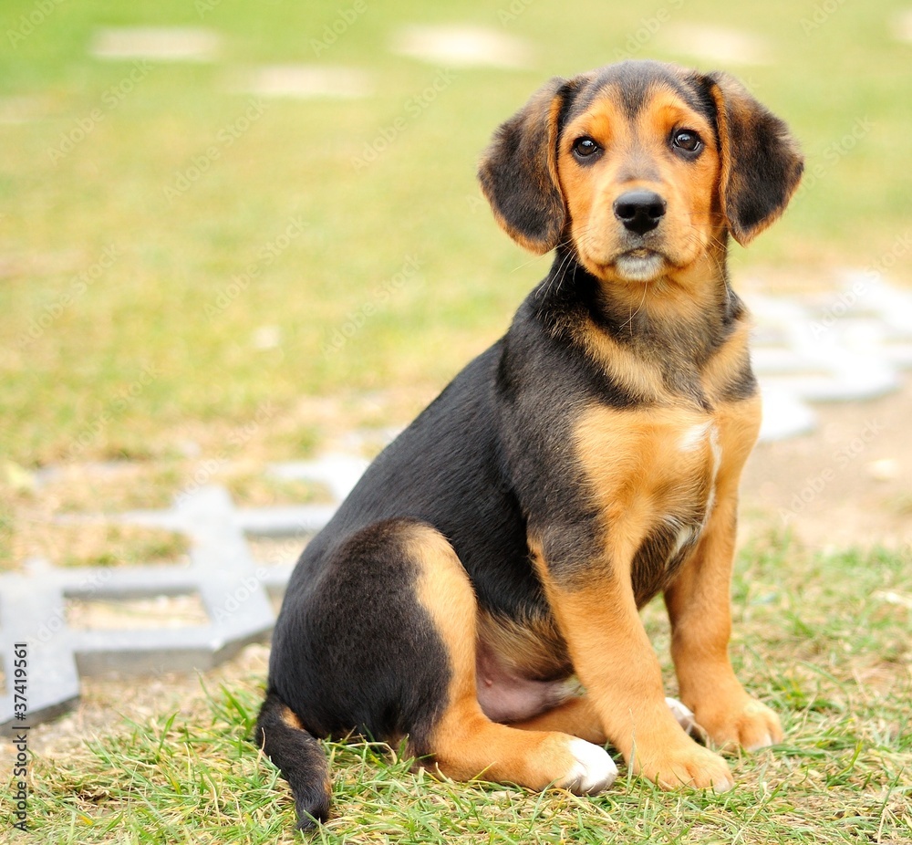 Small beagle