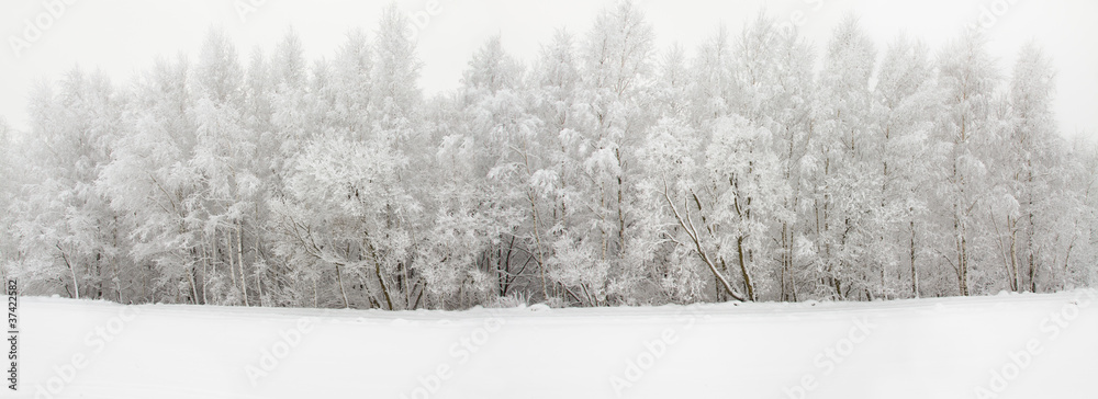 Obraz premium Winter wood