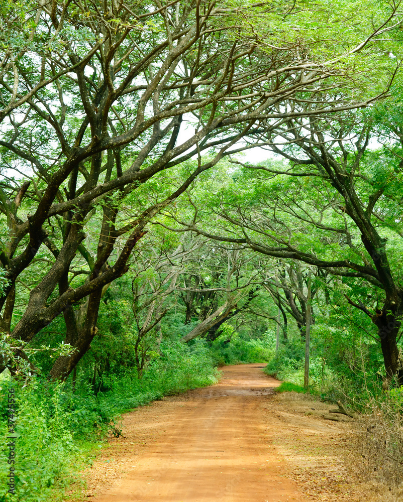 Fototapeta premium Dirt road