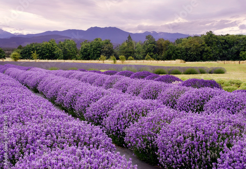 Canvas Print Lavender Farm in Sequim, Washington, USA