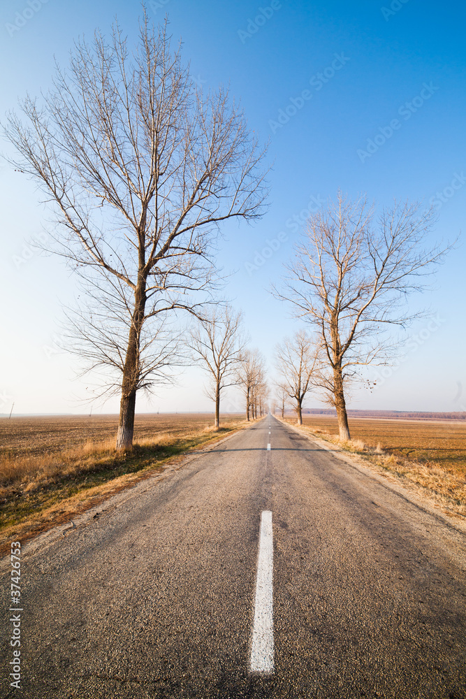Fototapeta premium Empty road between trees