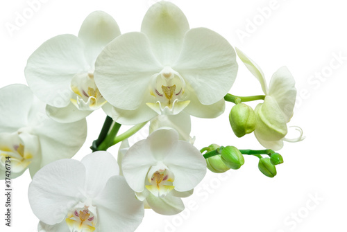 orchid isolated on white background © sergio37_120