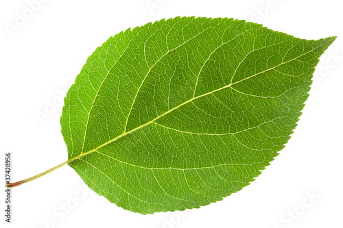 Fotobehang Green leaf
