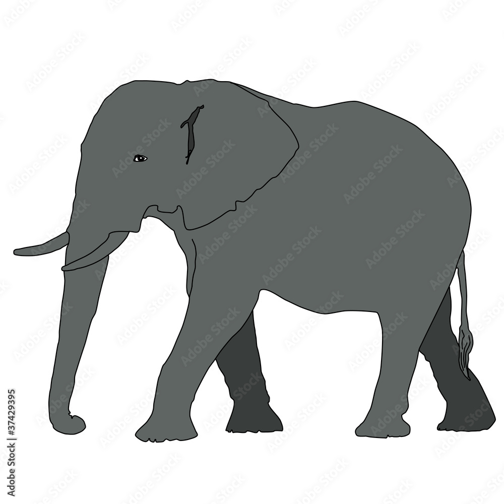 Fototapeta premium animal - elephant, vector