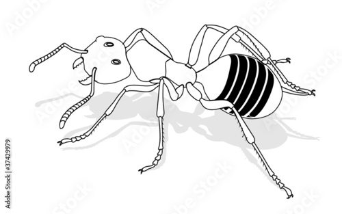 bug - forest ant, vector