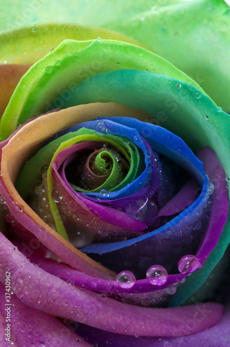 Rose rainbow