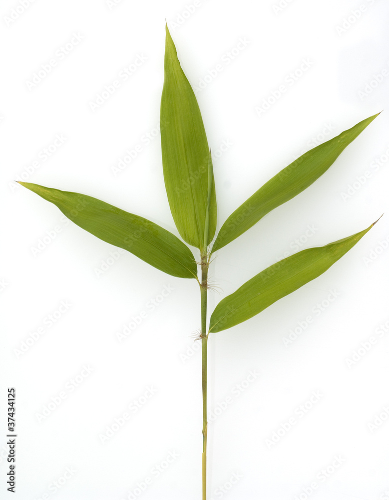 Bambusblatt, Gartenbambus Bambusblatt, Gartenbambus