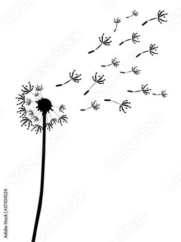 dandelion illustration photo