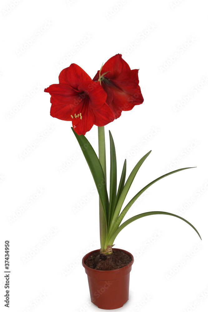Obraz premium Amaryllis