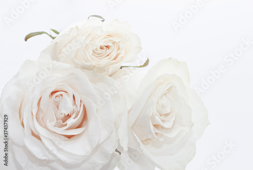 Three white roses