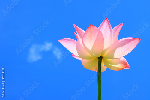 Pink lotus