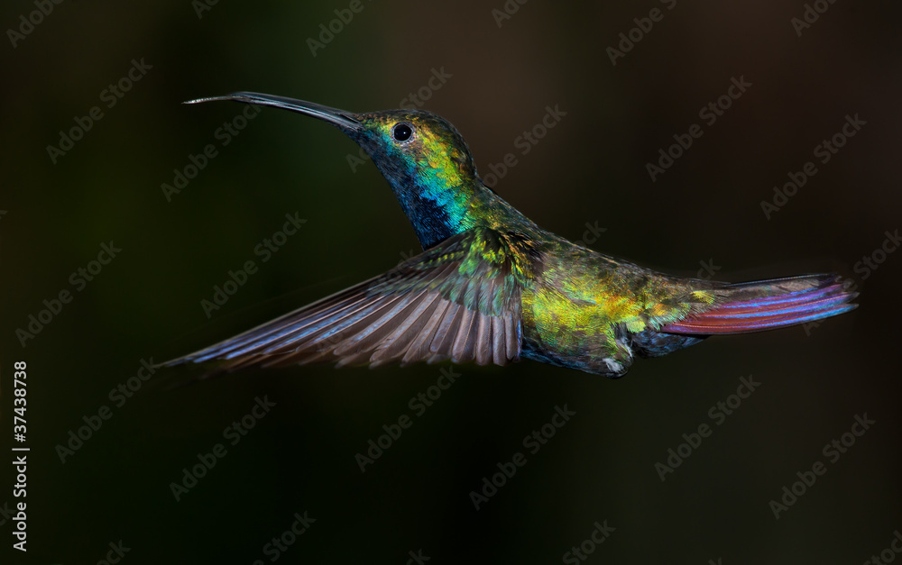 Fototapeta premium Black-throated Mango hummingbird, Anthracothorax nigricollis.