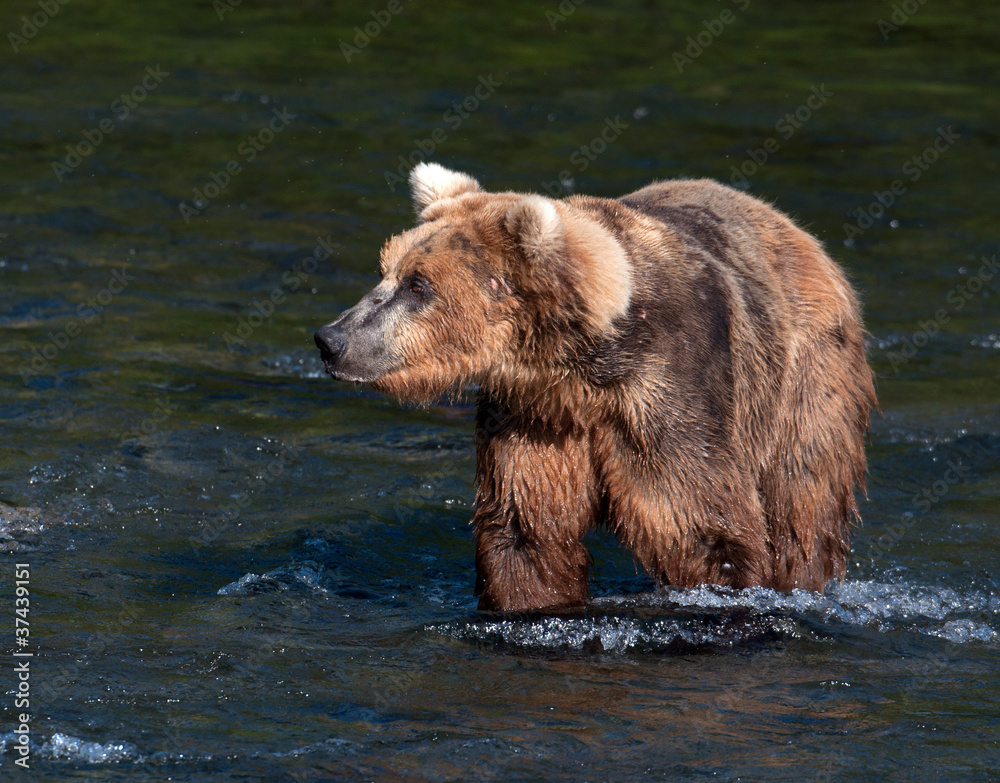 Alaskan brown bear walking through water Alaskan brown bear walking through water