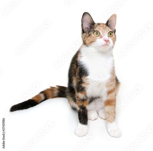 Cute adult cat