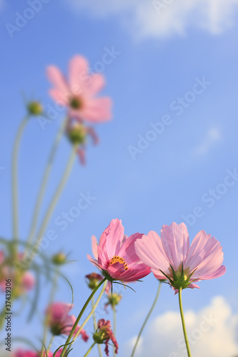 Pink daisy flowers.