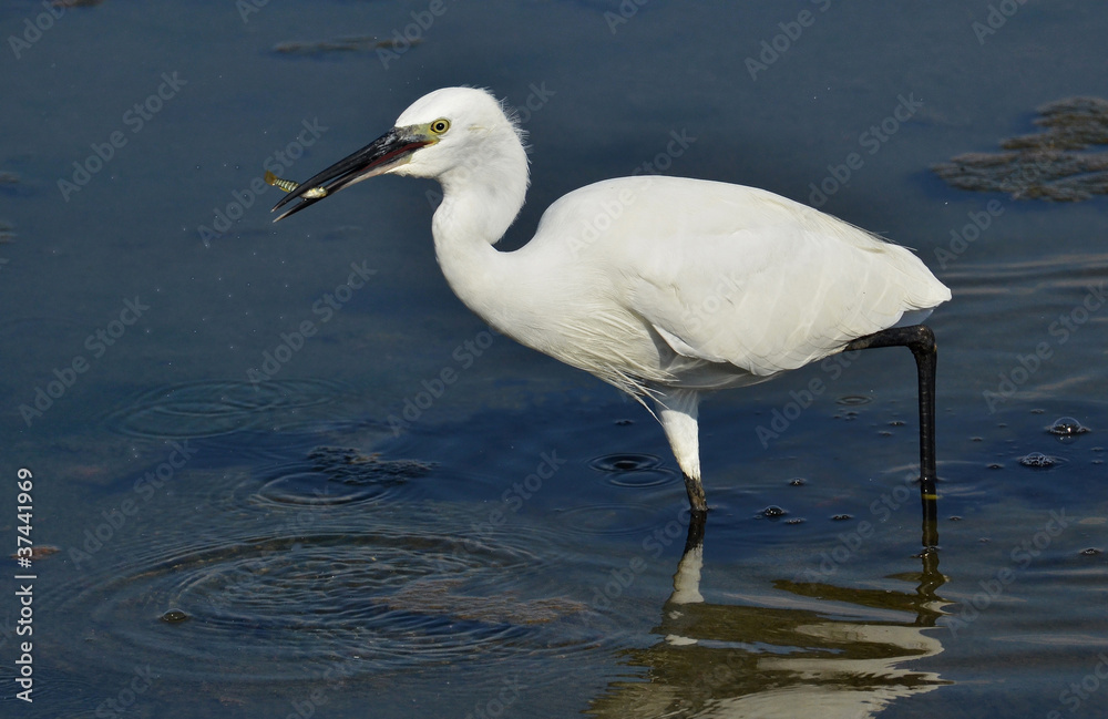 white heron with prey into the bill white heron with prey into the bill