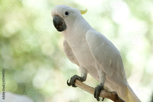 cockatoo in the park