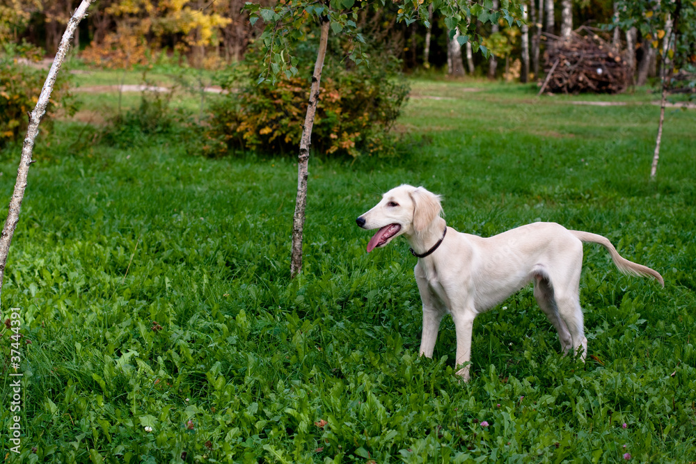 Standing puppy