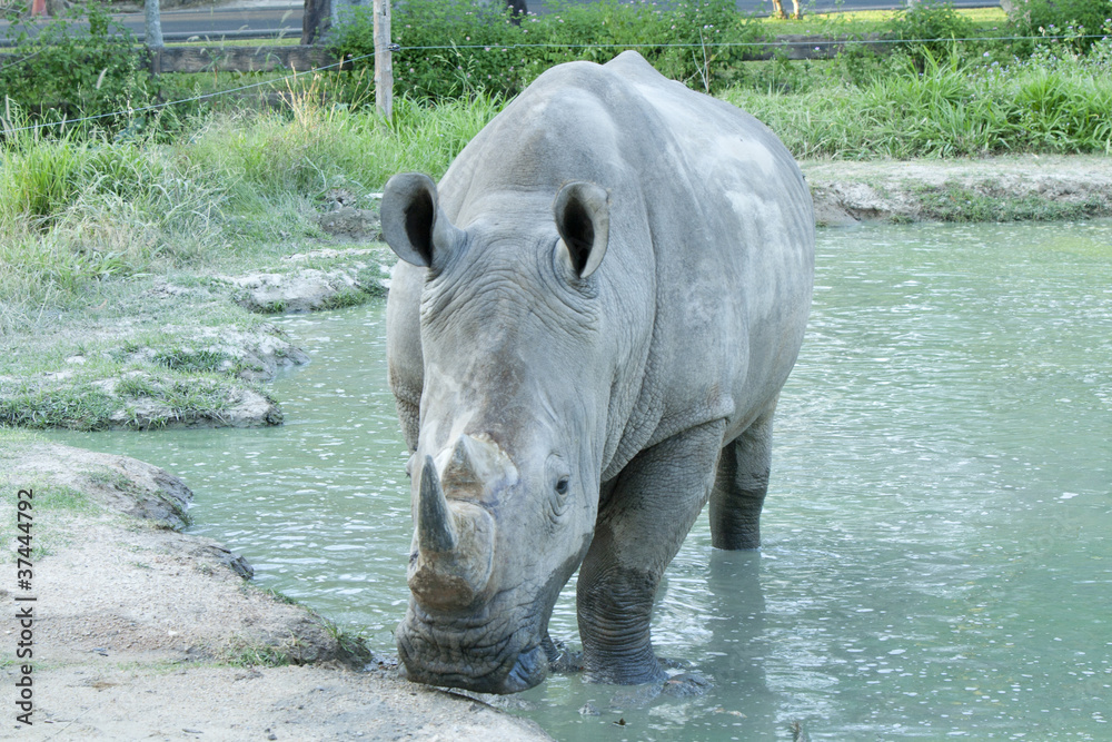 Obraz premium Rhinoceros
