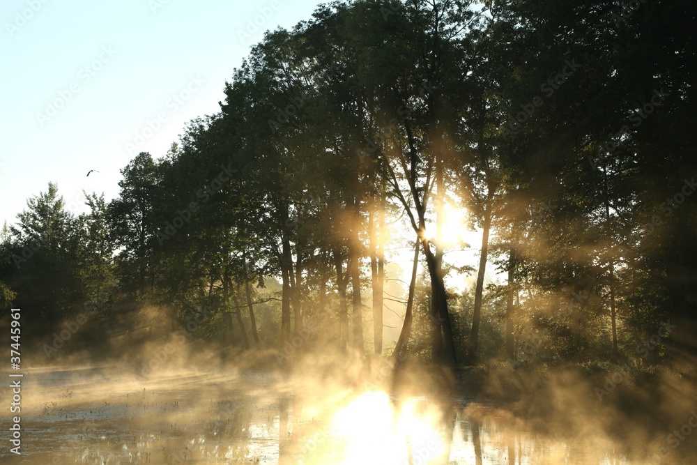 Naklejka premium Deciduous forest surrounded by mist floating over the water
