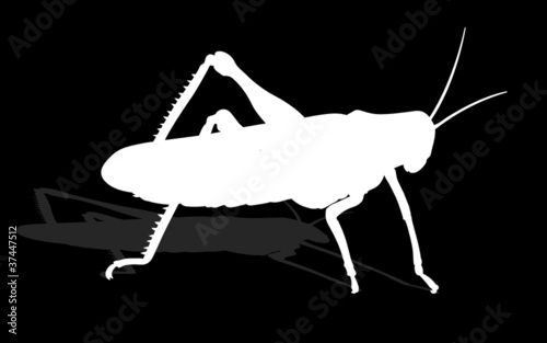 bug - cricket isolated on white background , vector