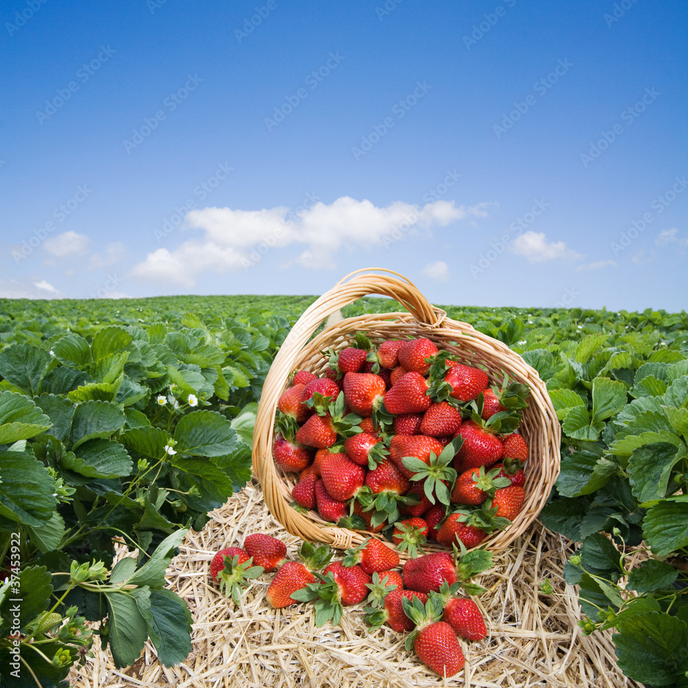Obraz premium Strawberries in the basket on the field