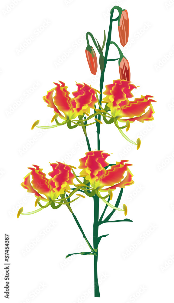 red isolated lily illustration