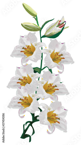 Fototapeta Naklejka Na Ścianę i Meble -  light lily with many flowers