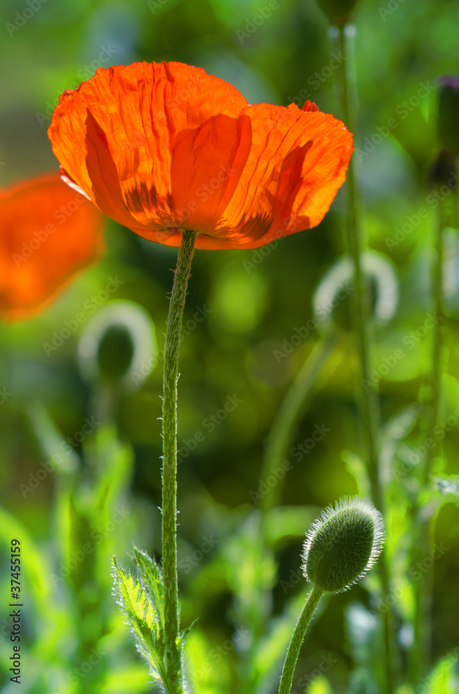 Obraz premium coquelicot