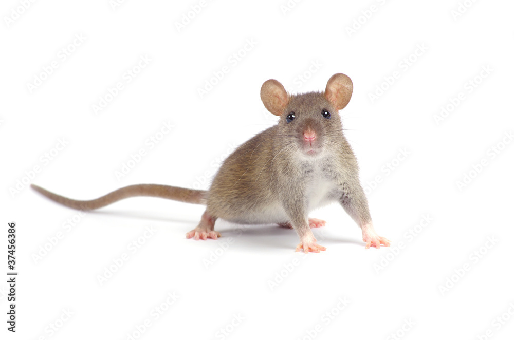 Rat Rat