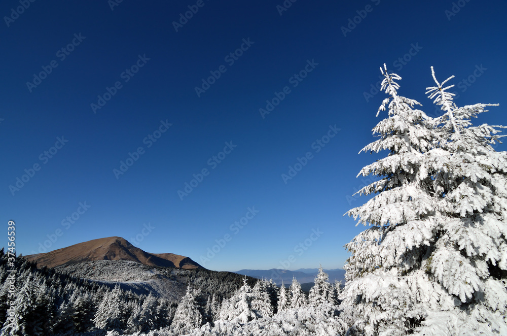 first snow in mountains, fir trees, clouds and mist