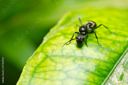 black ant in green nature © sweetcrisis