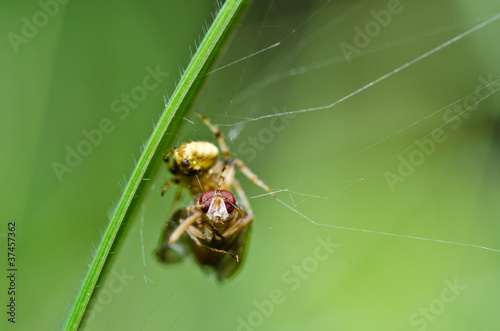 spider eat fly in nature