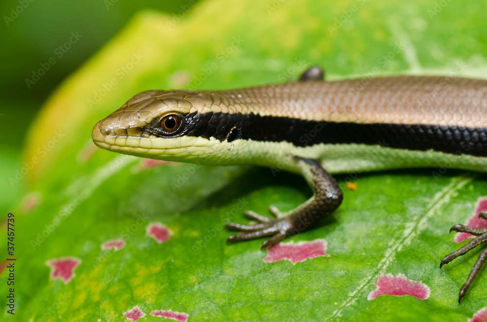 Fototapeta premium Skink in garden