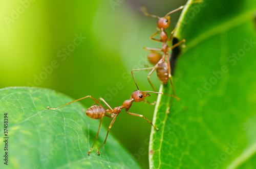 red ant in green nature © sweetcrisis