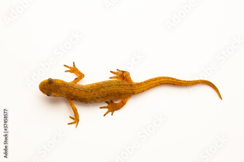 Fotografiet newt isolated on white