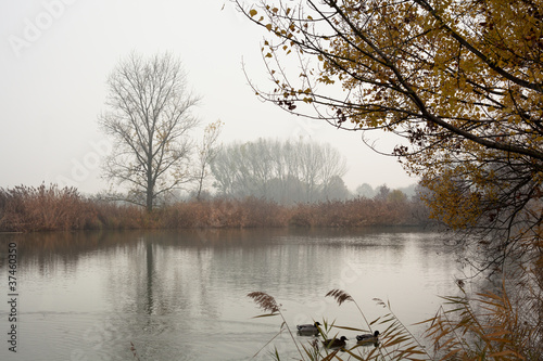 Картината върху платно Autumn Pond with Fog. Enzo Ferrari Park, Modena, Italy.