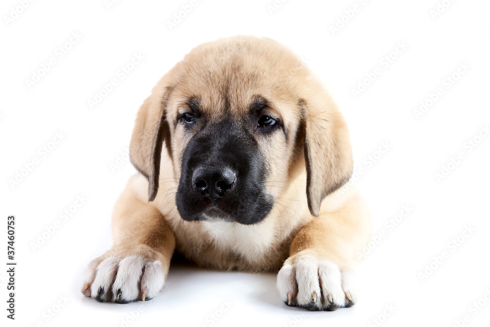 Three-monthly puppy of the Spanish mastiff close-up