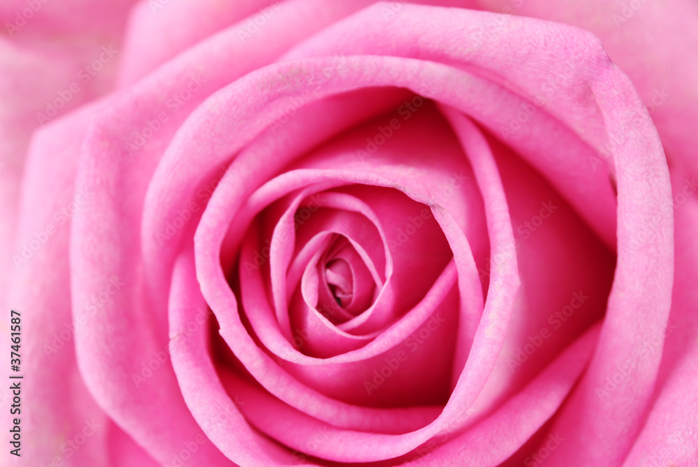Pink rose closeup Pink rose closeup